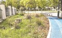 “城市客厅”藏死角 鹰潭信江新区绿地失管困扰周边居民