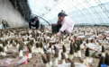 河北迁安:发展特色食用菌种植促农增收