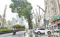 九江城区法国梧桐树被“剃光头” 市民心疼!官方回应