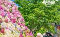 最新实拍!武汉最大花展,限时7天免费