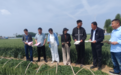 柘城县:农技人员下沉田间精准护航 抓实小麦后期管理力保夏粮丰收