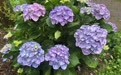 春日花事:2026年南京中山植物园花展全攻略