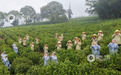 一山一茶一江西!霸王茶姬江西限定新品“雾隐千山”重磅上线
