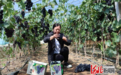 卢龙县刘士营村:大棚葡萄喜获丰收