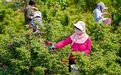 保定市曲阳县北苏家峪村:“鲜花经济”助增收
