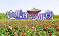 月季花开 相约定州丨定州市第四届月季文化旅游周即将举办