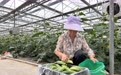 甘肃灵台新品黄瓜抢“鲜”上市 设施蔬菜奏响增收曲