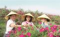 玫好永登 花香漫城