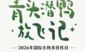 青头潜鸭放飞记