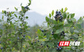 衡阳县:特色蓝莓果盈枝 村民增收干劲足