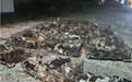 一场跨越两城的爱心接力:涟水800只被贩猫咪获救,南京庄园伸出援手