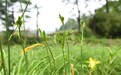 美姑:2000亩黄花菜孕育着丰收的希望