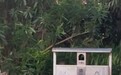 广州一地铁站外大量老鼠穿行 属地街道回应
