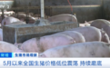猪价跌至近10年低位,什么情况?