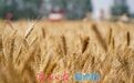 从一季夏收,窥见济南现代农业崛起之路
