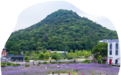 杭州西湖区:“赏花经济”开出兴业富民“新花样”