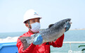 “游”出深海 山东深海三文鱼“跃”上大众餐桌
