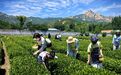 有梦何必去远方、“山海小城”茶香醉客!2026王哥庄崂山茶文化系列活动圆满收官