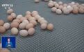 “一天一个价”,鸡蛋价格大涨80%