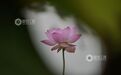 遂川县:夏日荷花盛放景如画(图)