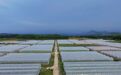 白沙:蔬菜基地迎采收 稳产保供促增收