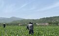 农田吃上定制“营养餐” 甘肃华亭科学种地“慧”得嘞