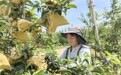 青嫩幼果穿“防护外衣” 甘肃灵台苹果套袋忙