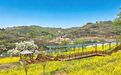 春赏花夏收籽 甘肃华亭油菜丰收满地“金”