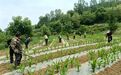 仲夏玉米大豆“长身体” 甘肃华亭农户打响除草战