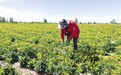 近4万亩花田大“游”可为 甘肃肃州走出生态富民新路