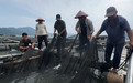 全省首次,原位放流!万尾蓝点马鲛鱼宝宝游入象山港