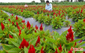 甘肃高台:制种花开致富路