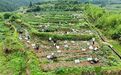产值破千万、人均年增收近四千元,芦溪“小百合”撬动“大产业”