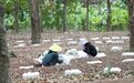 自贸港·白沙加速度丨以科创为笔 绘白沙生态产业发展图