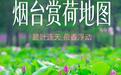 实探刚回来!烟台荷花开!好!了!