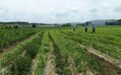 除草松土压地膜……甘肃华亭夏管主打一个细节拉满