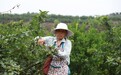 四川丹棱:油坊飘香藤椒麻 乡村振兴见实效