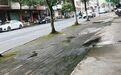 定南一人行道地砖坑洼破损,长满青苔走路易滑倒,县住建局回应:预计8月开工改造