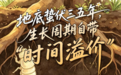 夏夜林间寻宝!知了猴身价走高,变身山东夏日限定“黄金食材”
