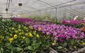 杨凌:“美丽经济” 为乡村振兴锦上添“花”