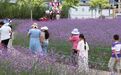 胭脂湖马鞭草进入盛花期 紫色花海引客打卡