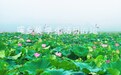 万亩莲田当T台,广昌“霓裳”国风莲田秀太绝了