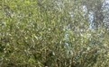 以茶为桥连通滇豫文脉 刘双文深耕古树茶产业弘扬传统茶道