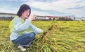 台风致早稻倒伏受损 农技保险双线驰援