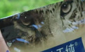 消费者投诉:伯纳天纯品牌猫粮售后玩“变脸”