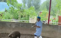 石家庄一兽医给中暑猪打针 满猪圈跑还栽粪坑引全网围观