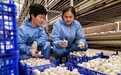 做强丝路寒旱特色循环产业　甘肃临泽“链”上发力