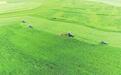 从一粒草籽到超10亿元产值 甘肃岷县这株草强势崛起