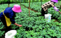 药企背书赋能健康产品消费信任升级——昆药冻干三七案例解析