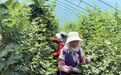 甘肃华亭摇钱"树"迈向2.0时代 农户收获"莓"好生活